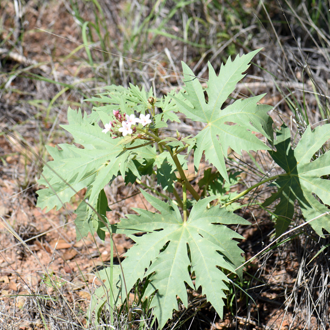 Ragged Nettlespurge is a dramatic looking plant with large bright green leaves. The leaves are palmately lobed, each with 7 to 9 lobes. The leaves may also be purplish. Jatropha macrorhiza 